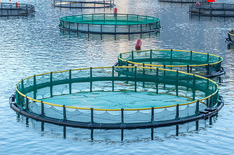 HDPE Aquaculture Net 