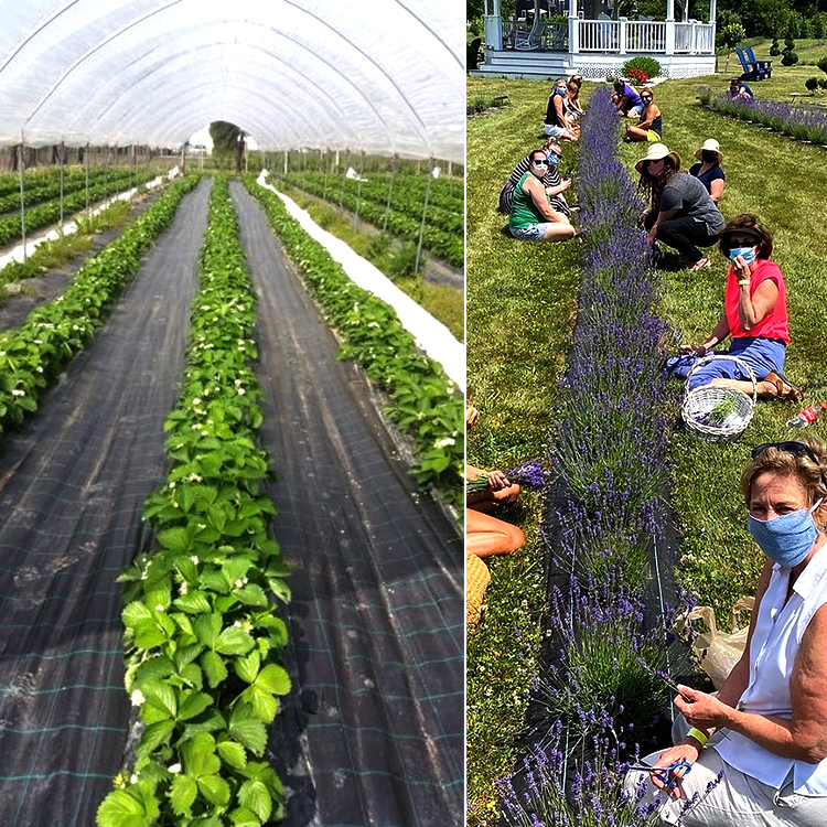 weedmatlandscapefabric-003