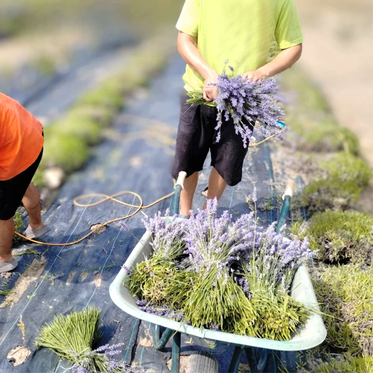 weedmatlandscapefabric-017