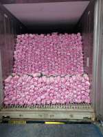 Garlic2
