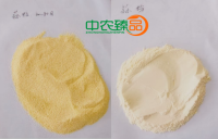 脱水蒜粒粉