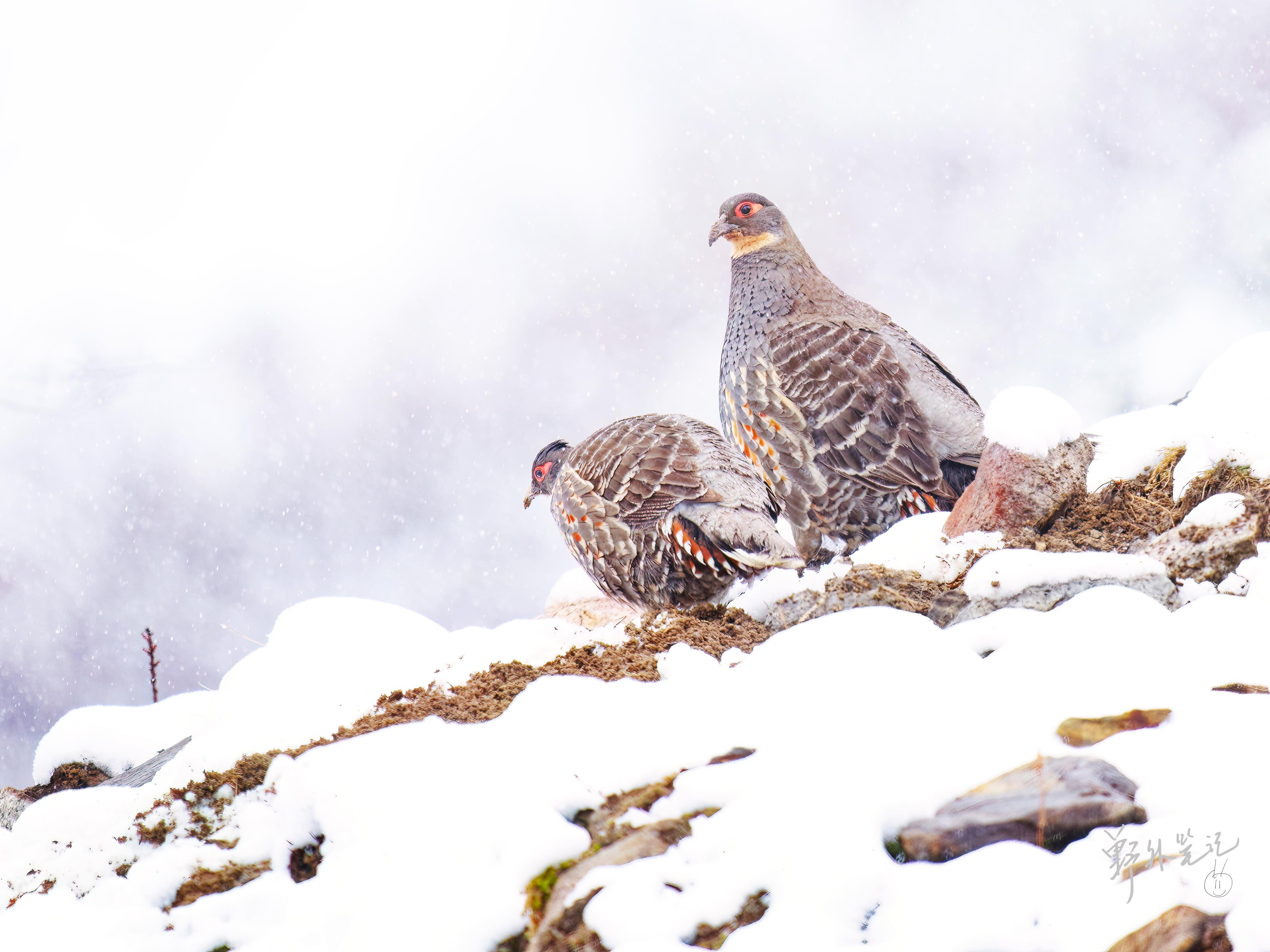 Buff - throated Monal Partridge