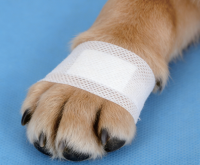 5.DisposableVeterinarySterileDressing