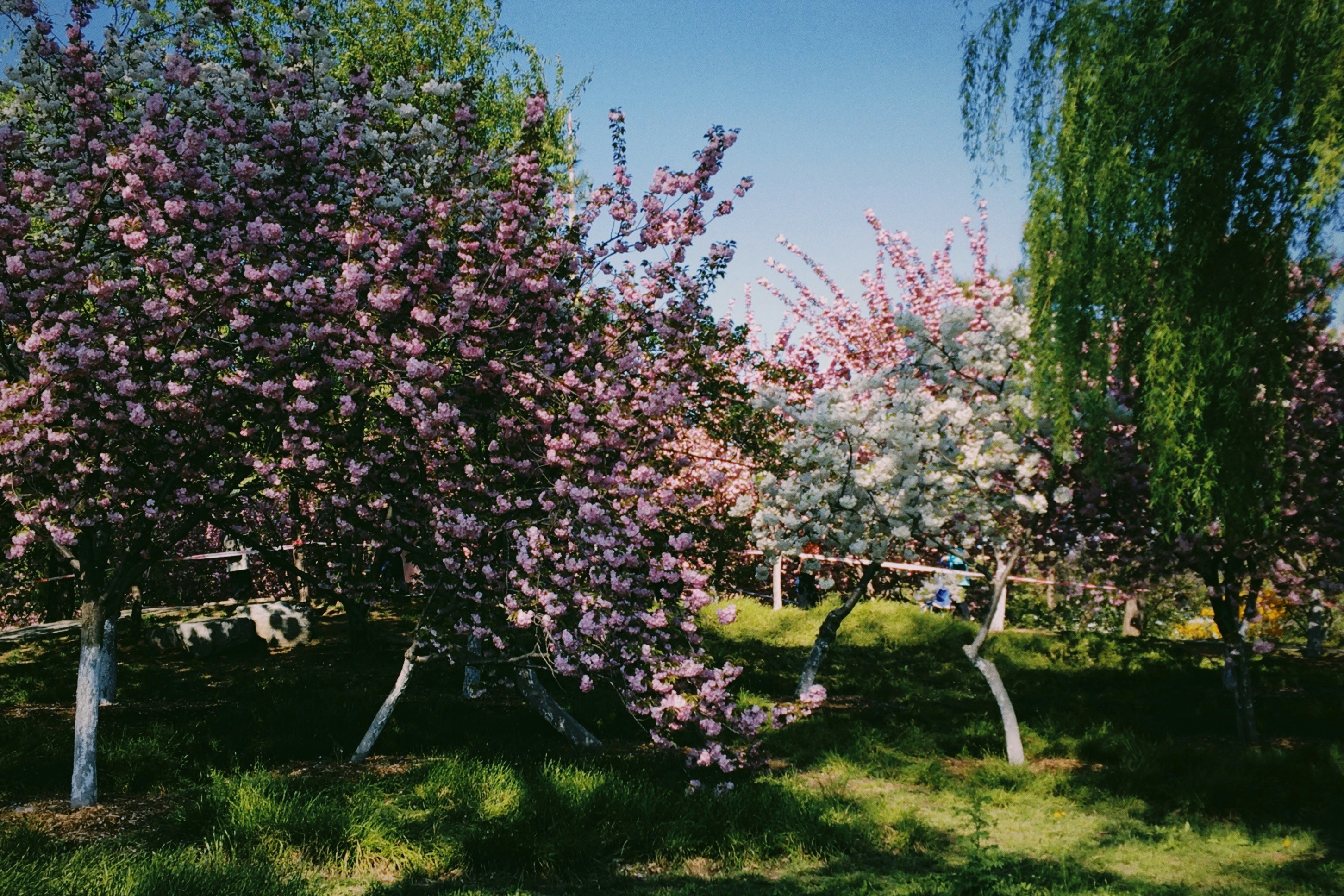 北京樱花季五日游