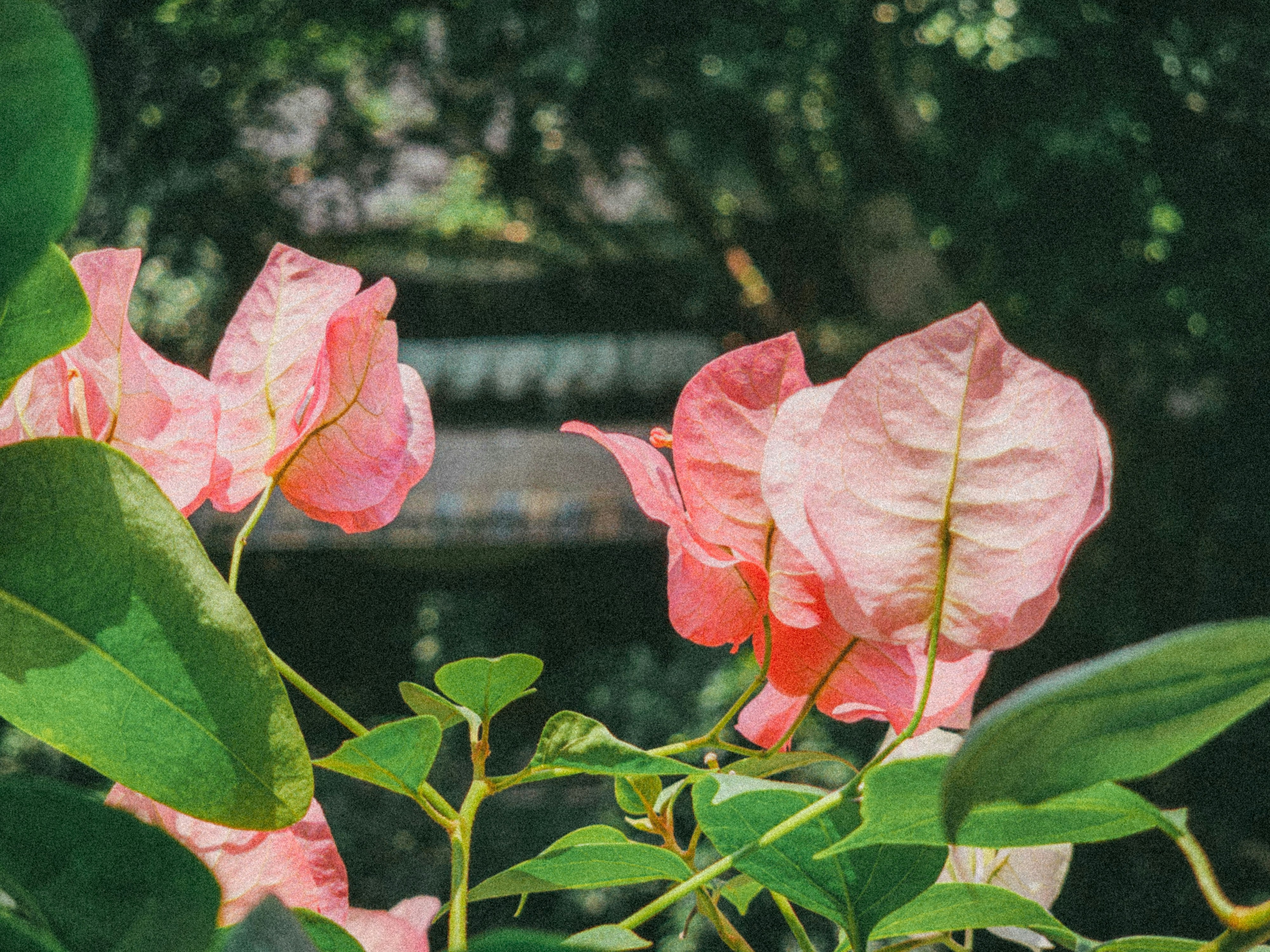 重庆春季赏花八日游