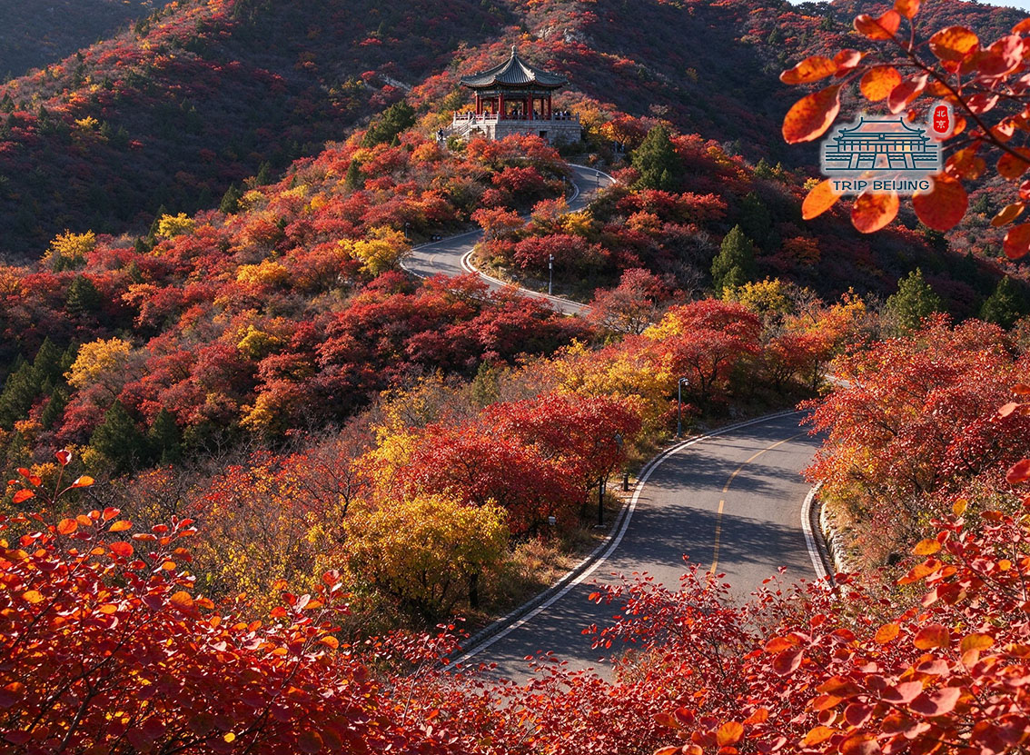 香山红叶漫山红遍