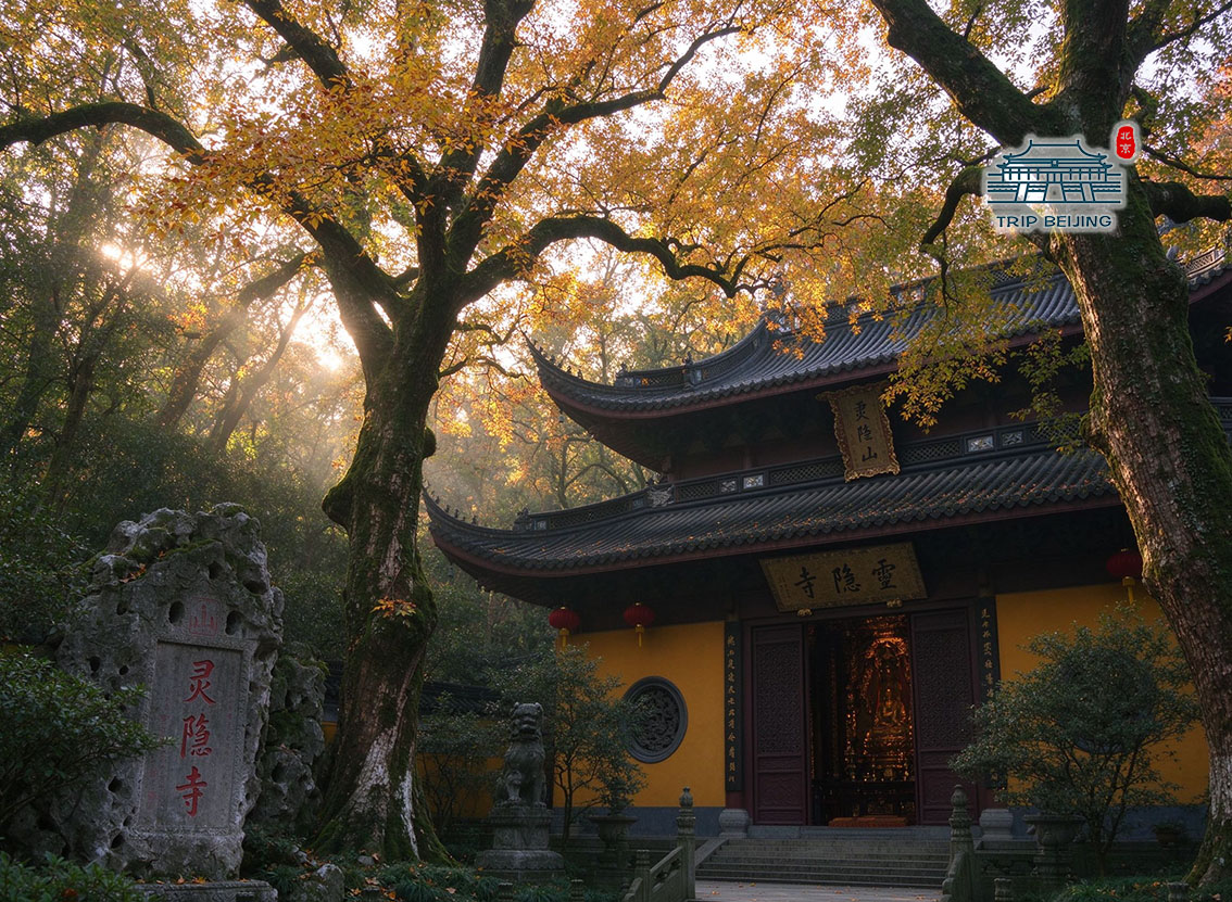 灵隐寺秋景古木
