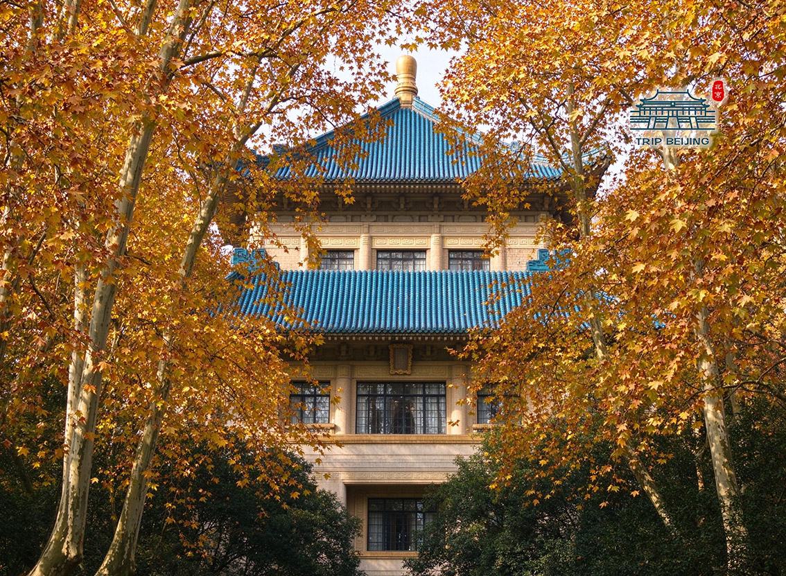 美龄宫梧桐秋景