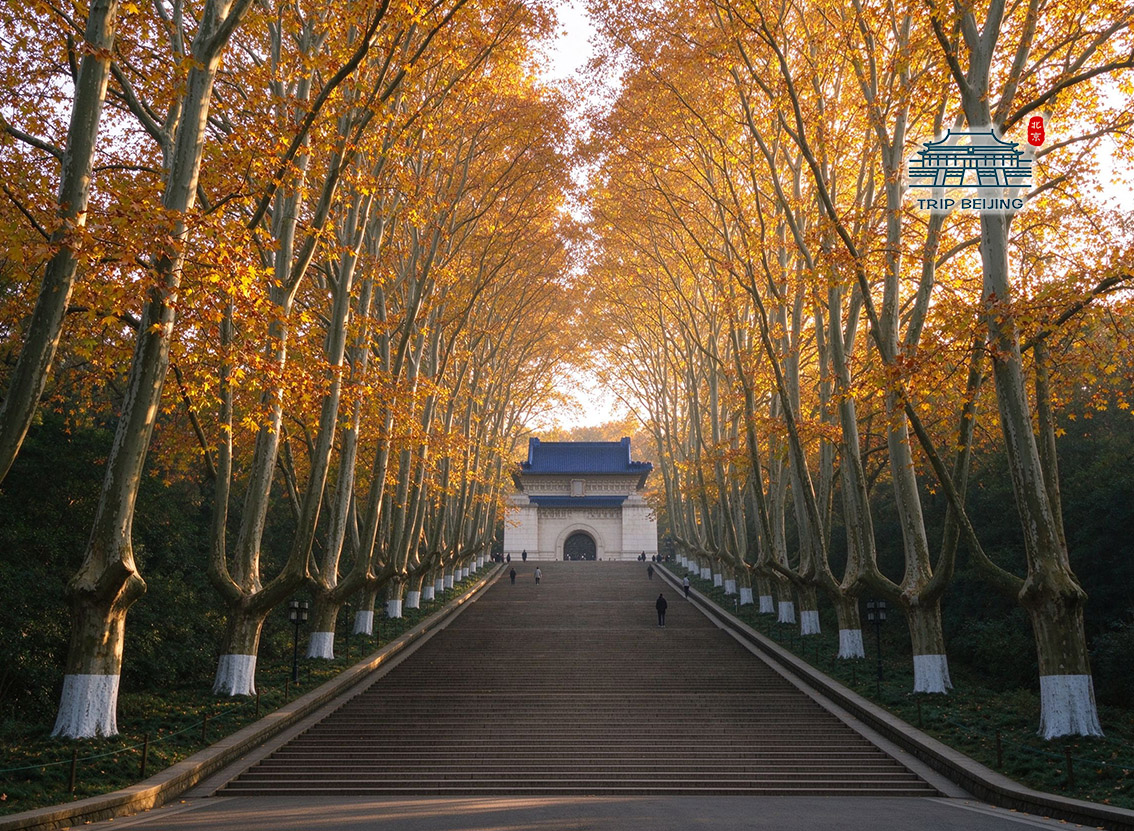 中山陵秋日梧桐大道