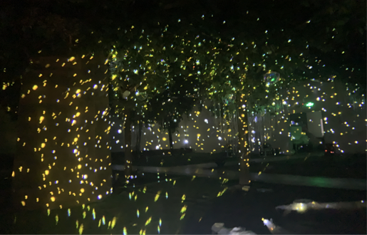 萤火虫灯效果图片-7