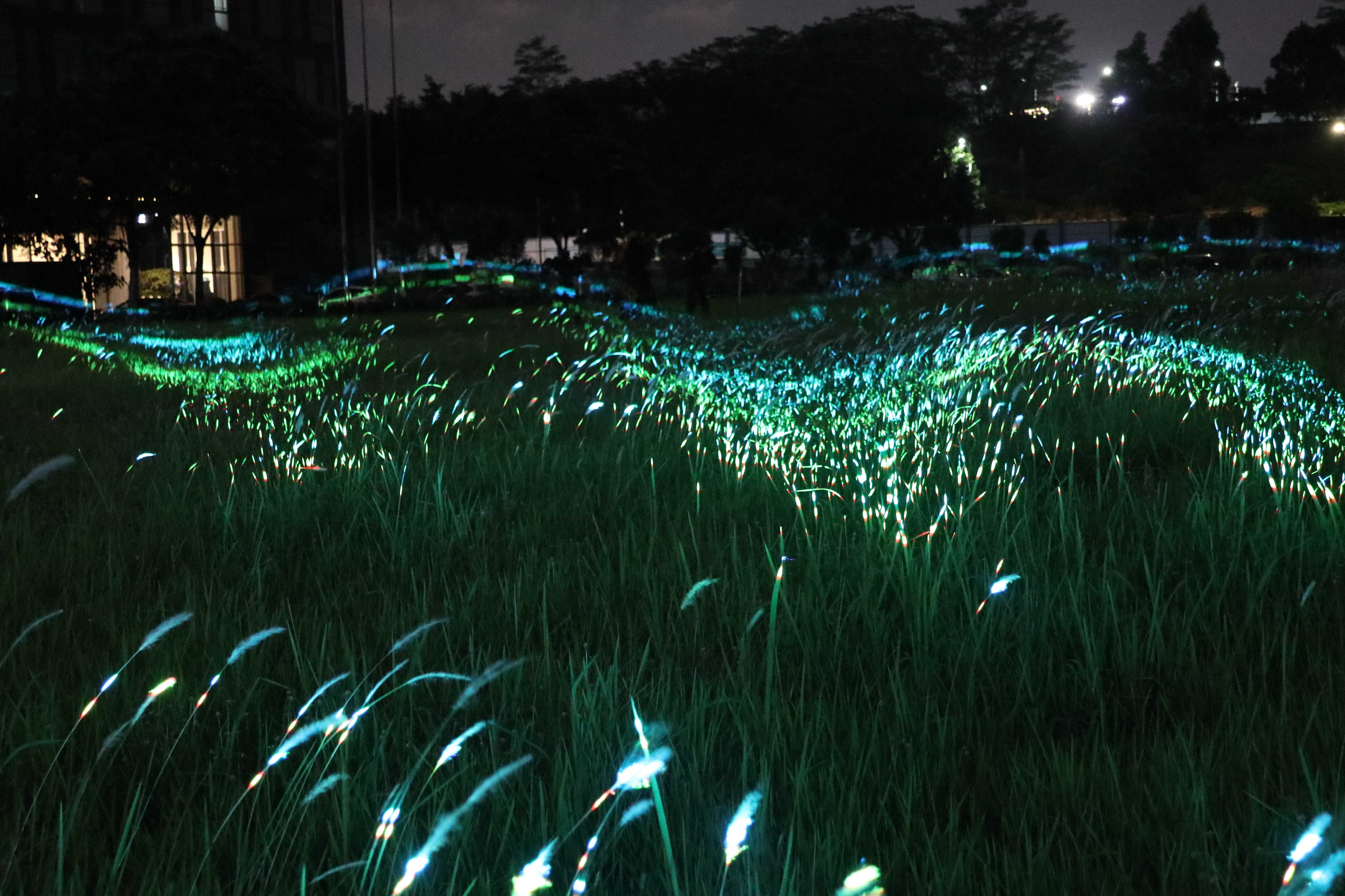 幻彩植物麦浪灯效果图-1