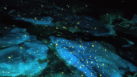 [1]萤火虫灯多场景应用解决方案Firefly Lights