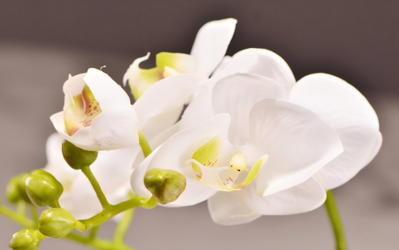 ArtificialPhalaenopsisOrchidPottedPlant-7