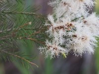 1200px-Melaleuca_alternifolia_flowers