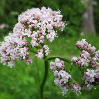 Valerian900px