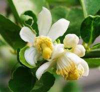 1200-72001921-lime-flower