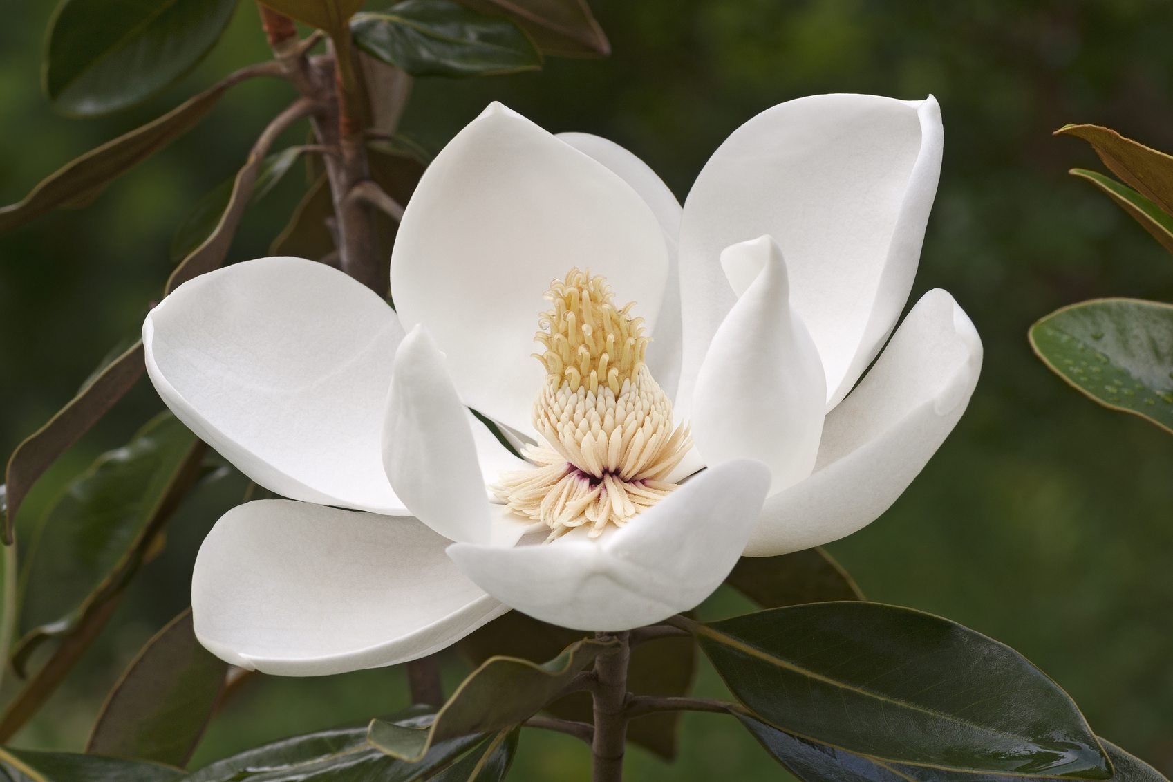 southern-magnolia