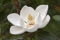 southern-magnolia