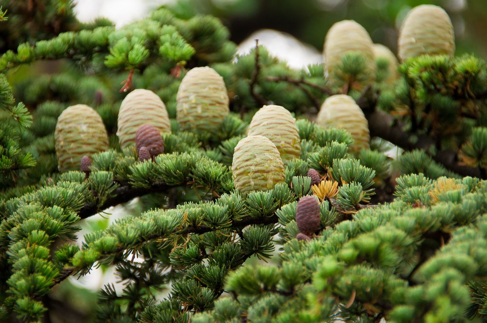 Flex5-Aromatherapy-CedarWood-Juniperus-Virginiana-Essential-Oil-Uptown-Charlotte-NC