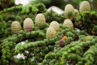 Flex5-Aromatherapy-CedarWood-Juniperus-Virginiana-Essential-Oil-Uptown-Charlotte-NC