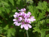 Pelargonium_graveolens.flower.01