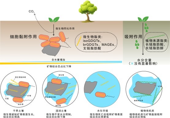 Soil Biology and Biochemistry