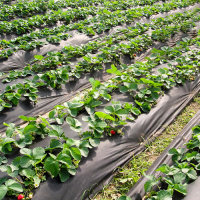 O1CN01Z4sRuN1r2wbcnDmdc_!!2217637525574-0-cib