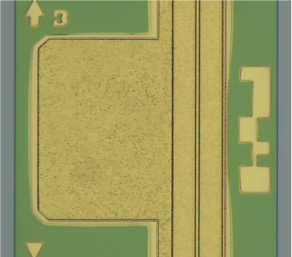2.5GFP