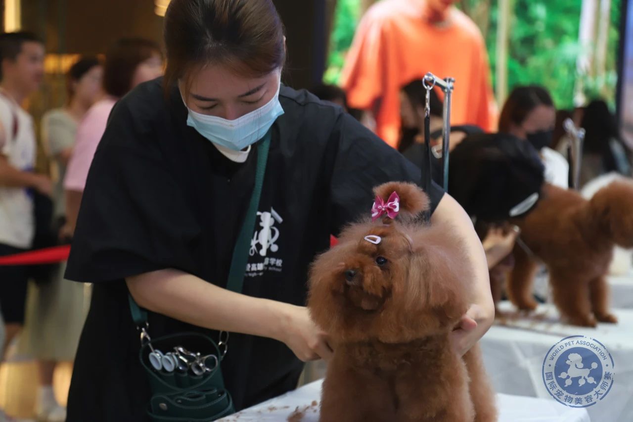 赛事回顾丨6.23WPA国际宠物美容大师赛南京站 图11