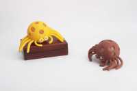 血水蜘蛛-IMG_5183