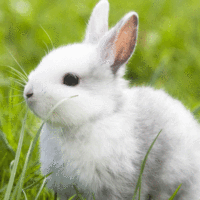 rabbit