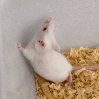 mouse-