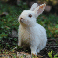 rabbit1