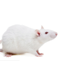 rat1