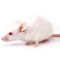 BALB-mouse
