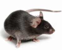 C57-mouse