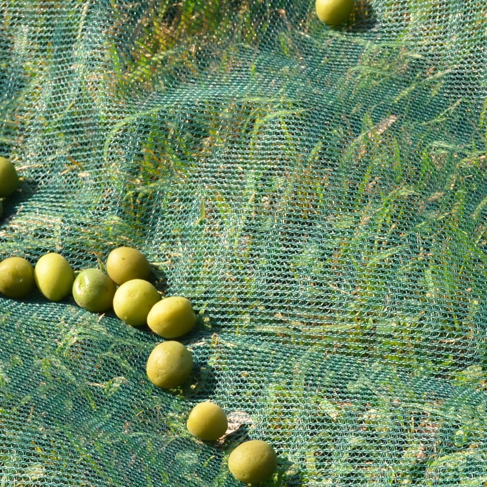 olive_1