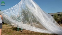 oliveinsectnet