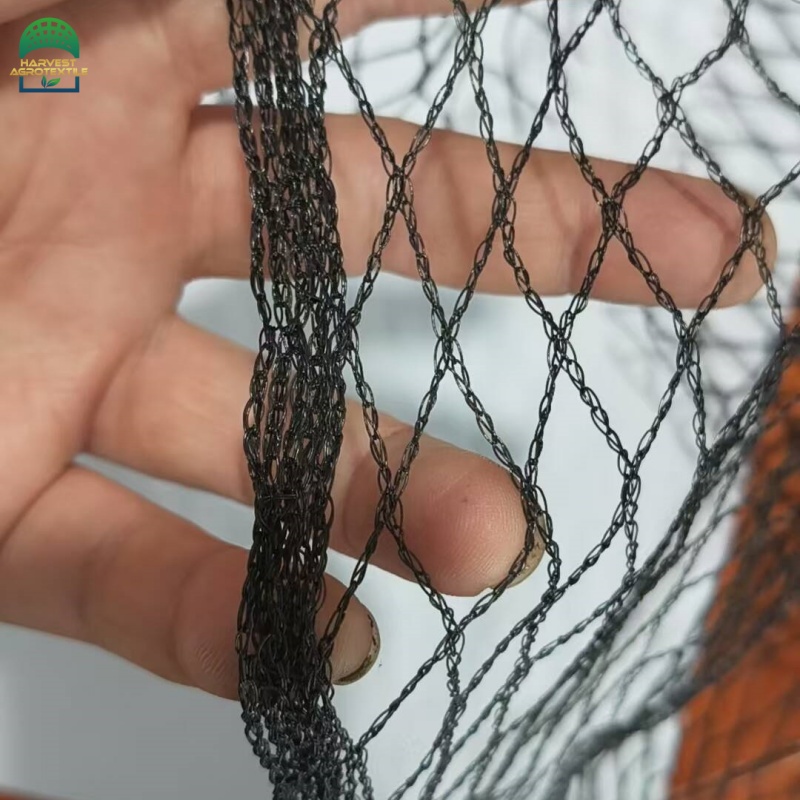 birdnet--1