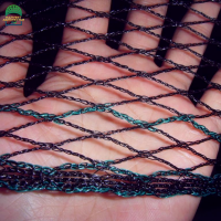 birdnet--3
