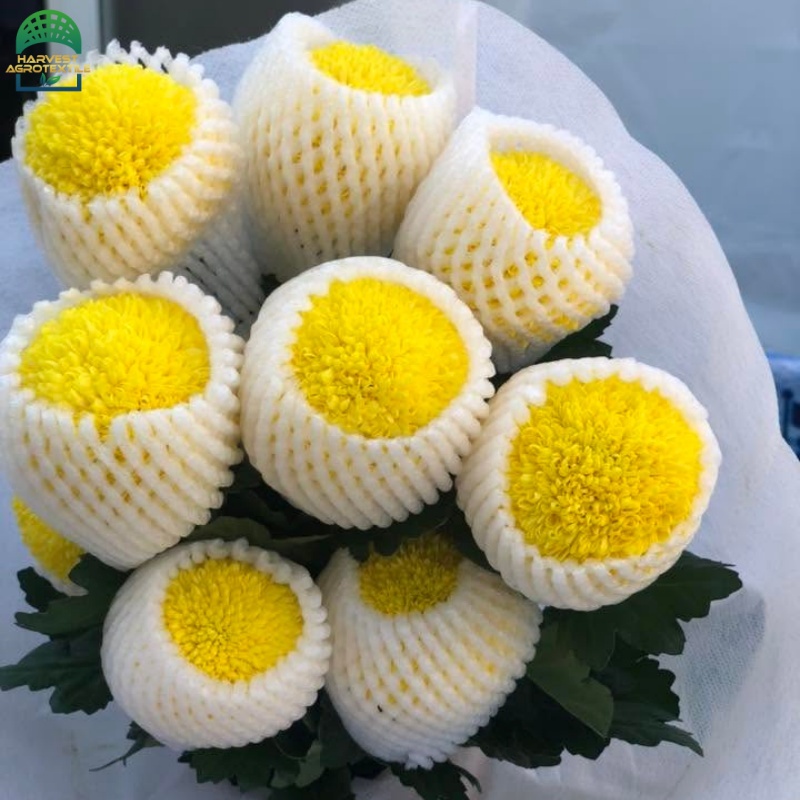 flowerfoamnet-3