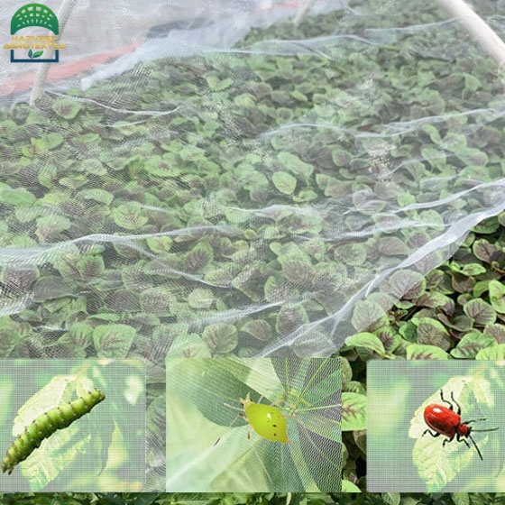 insect1-2