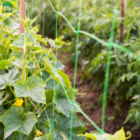 plantsupportnet-1