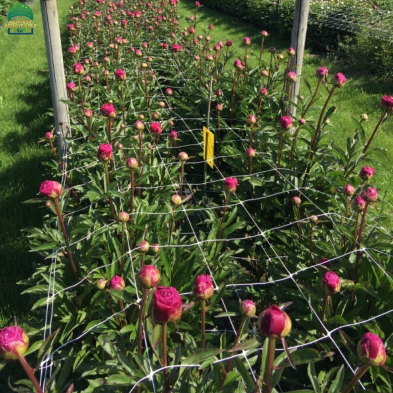 plantsupportnet-5