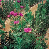 plantsupportnet-14