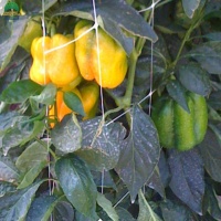 plantsupportnet-16