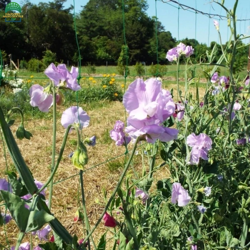 plantsupportnet-25