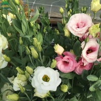 plantsupportnet-26
