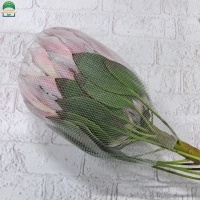 Protea-1