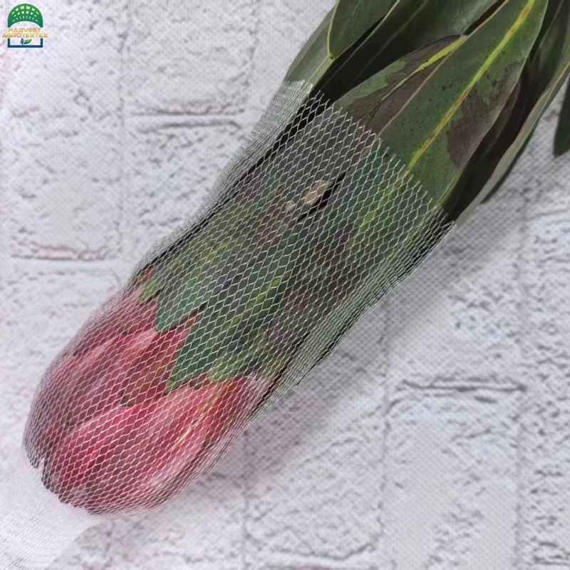 Protea-2